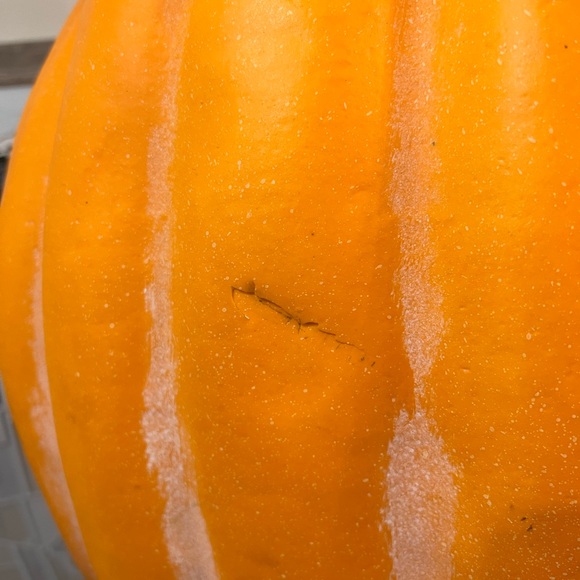 Mickey Mouse Pumpkin - Picture 8 of 9